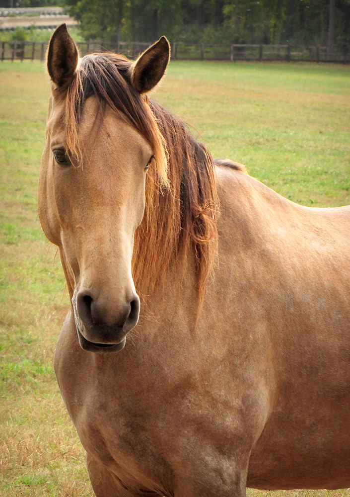 headshot of DEM Amistosa bucksin Lusitano filly