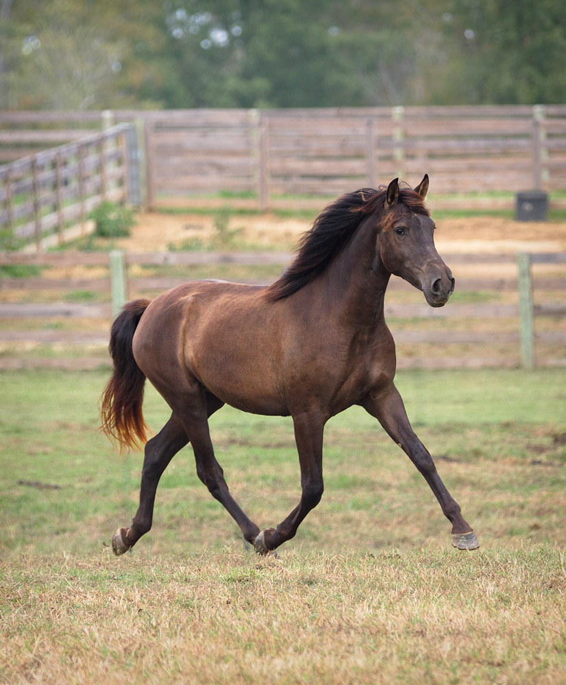 DEM Arya bay Lusitano mare trotting