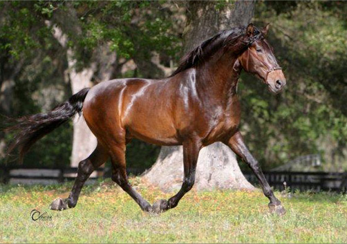 Bariloche dark bay Lusitano stallion