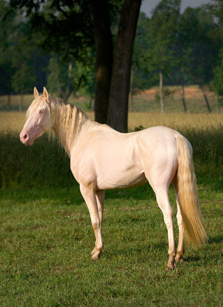 DEM Capernicus perlino Lusitano stallion