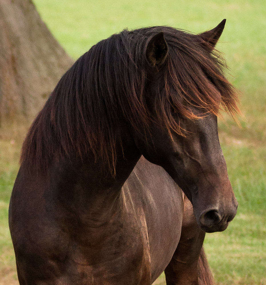 DEM Esplendido bay Lusitano gelding