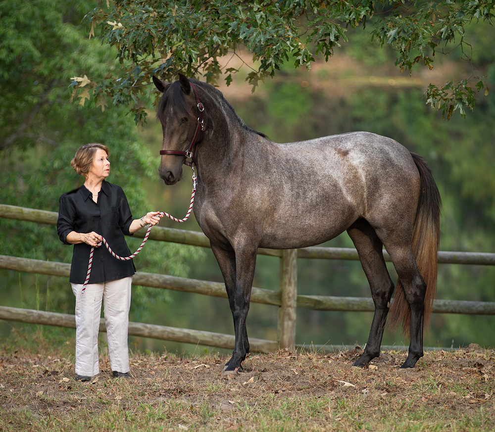 DEM Felicity gray Lusitano mare standing with her new owner