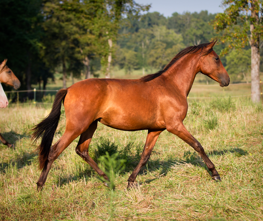 DEM Isabel bay Lusitano yearling filly trotting