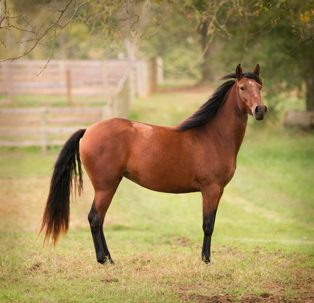 DEM Lucia bay Lusitano stallion standing