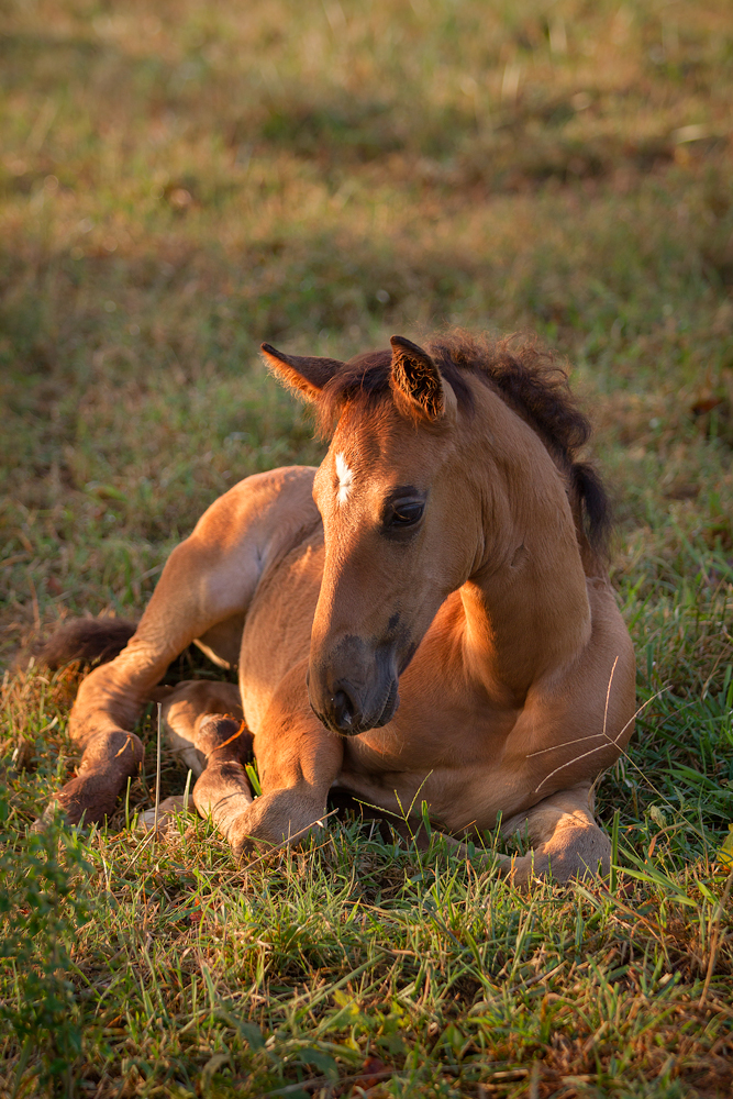 DEM Matador Lusitano colt laying down in the grass