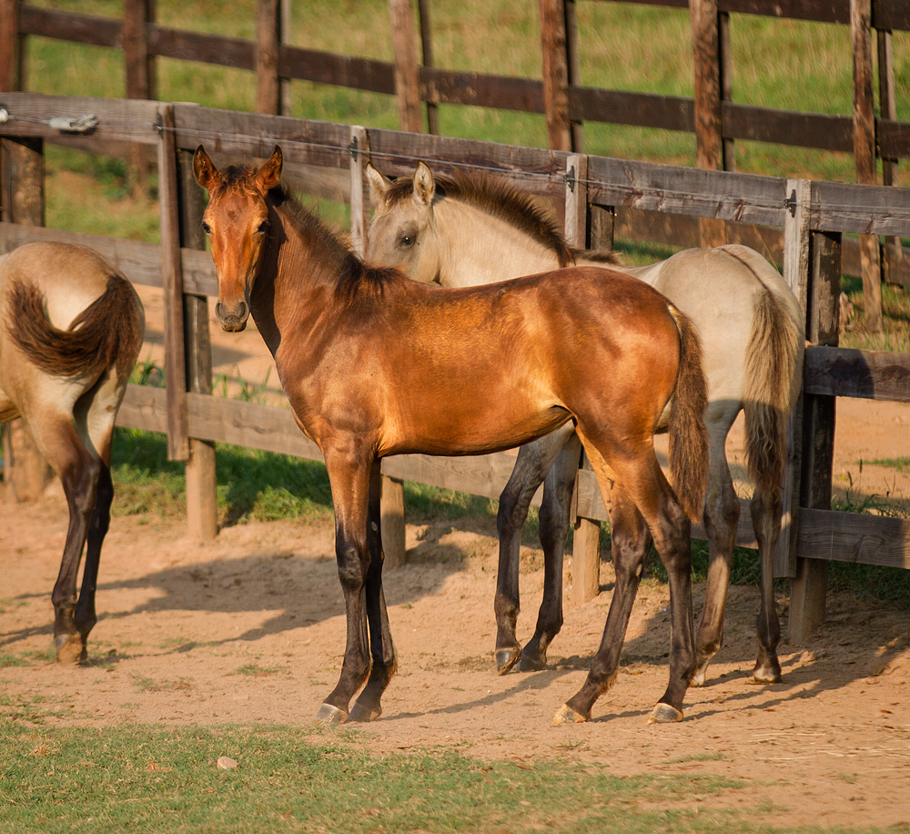 DEM Prada bay Lusitano filly standing beside other foals
