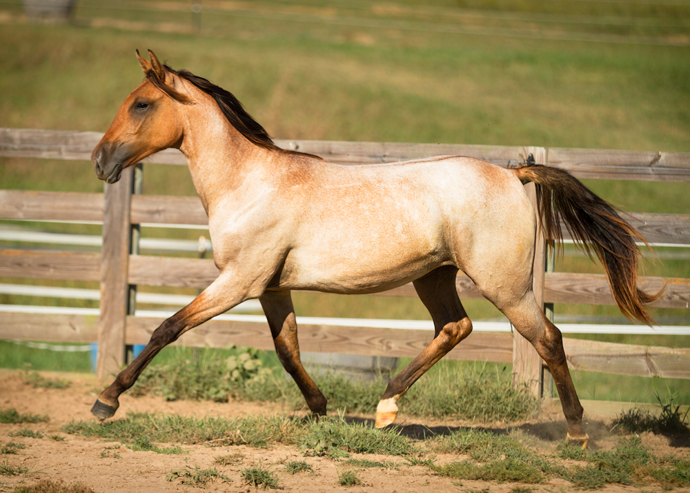 DEM Regala Lusitano Tennessee walker yearling filly trotting