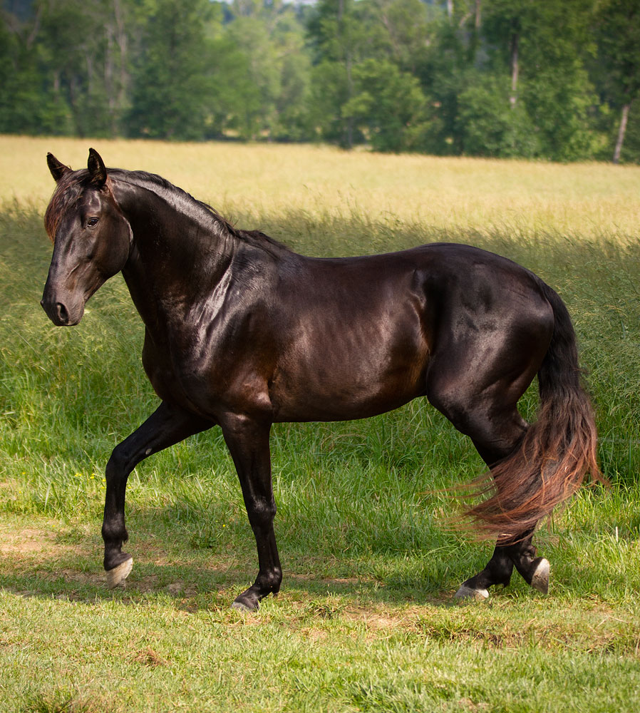 DEM Cariño black Lusitano gelding