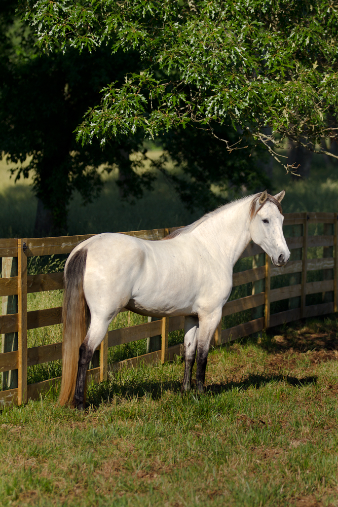 DEM Leche Lusitano mare standing under tree