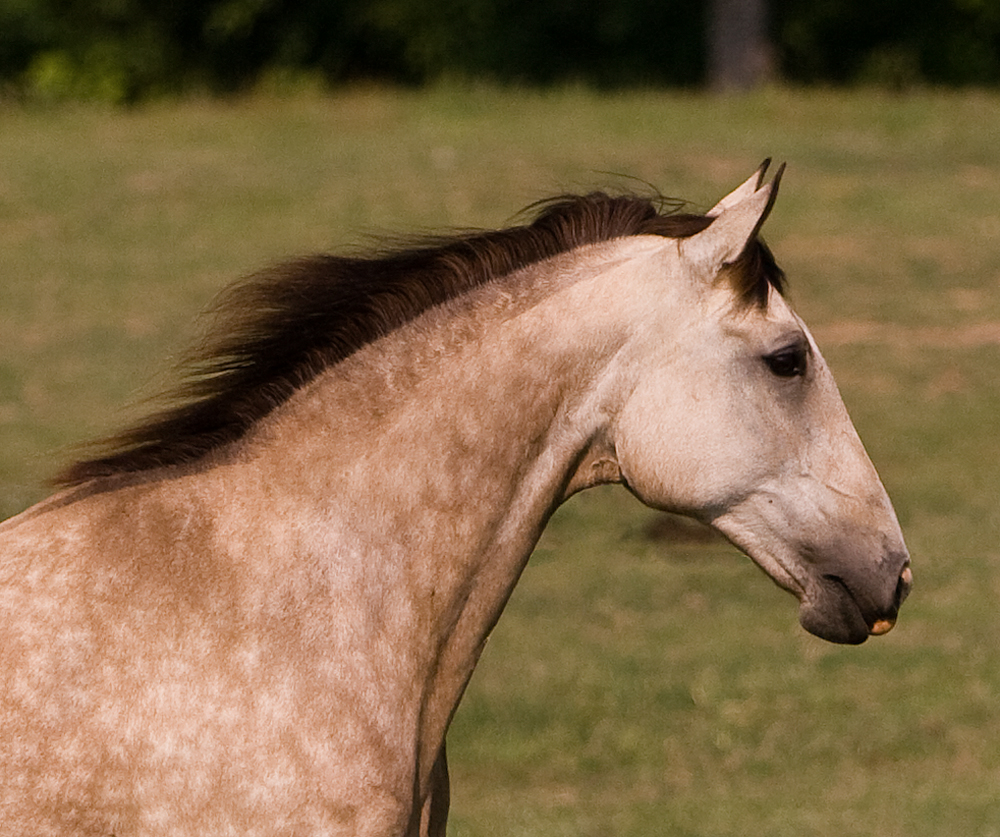 Naja Hi Lusitano brood mare Don E Mor