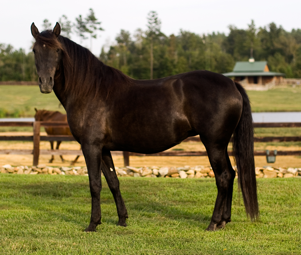 Noche Paloma Lusitano/Andalusian brood mare Don-E-Mor