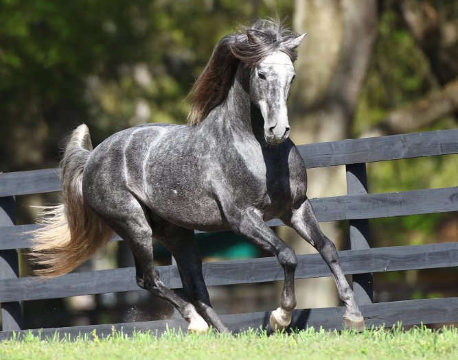 DEM Regalo gray PRE Andalusian Stallion