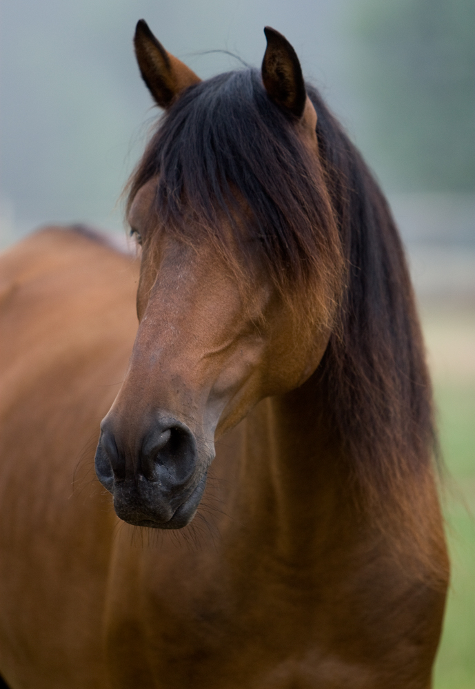 Ssirena Lusitano brood mare Don-E-Mor