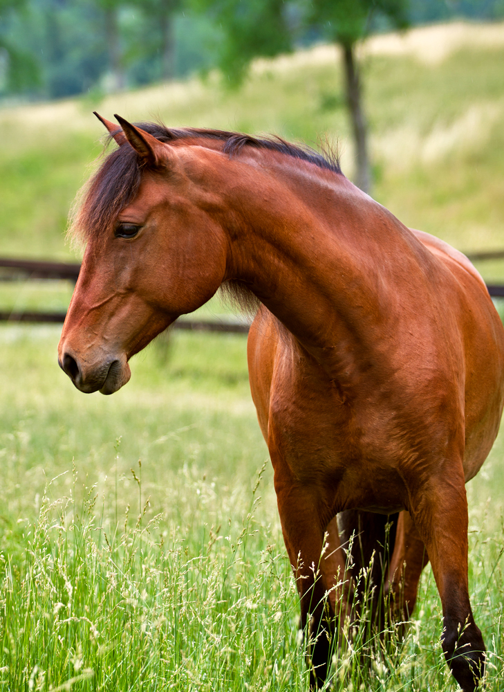 Zafra Do Retiro Lusitano brood mare Don-E-Mor