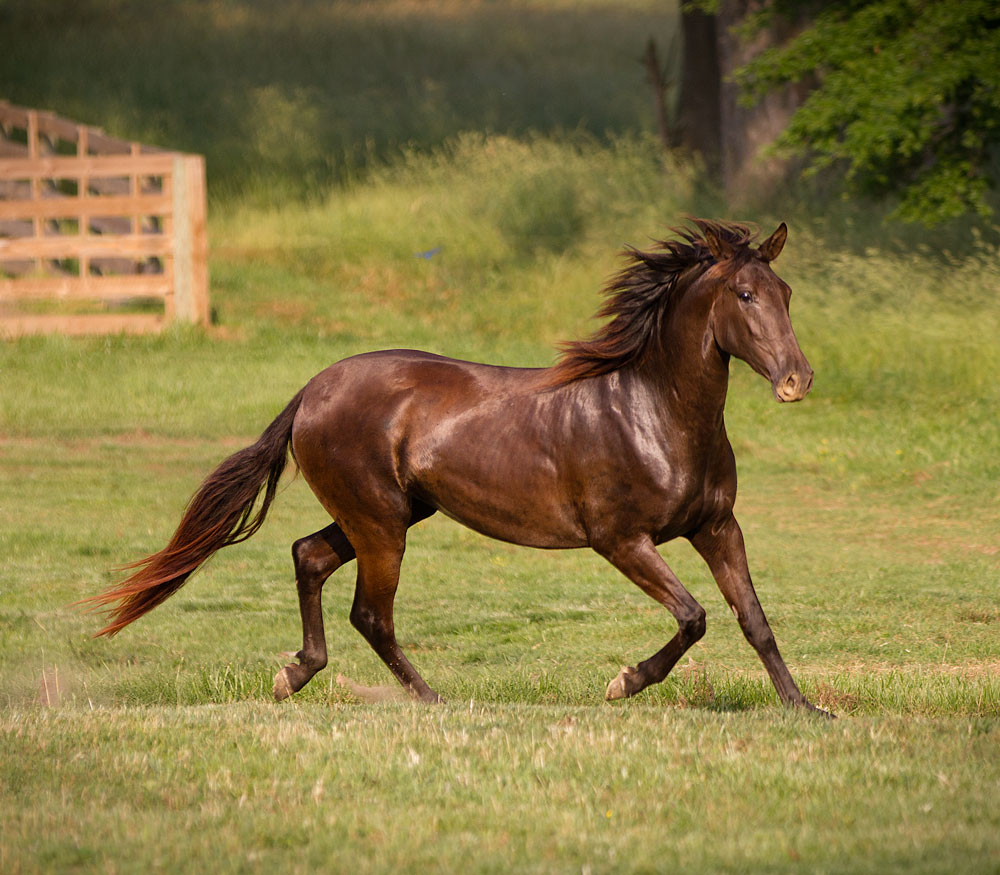 Караковая лошадь фото
