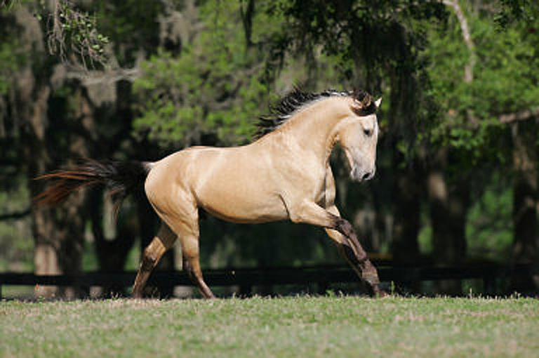 buckskin horses running